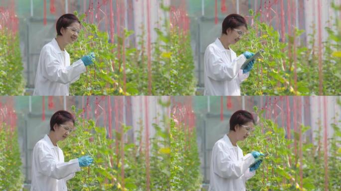 农业科学家正在检查温室中的甜瓜质量并分析其植物。