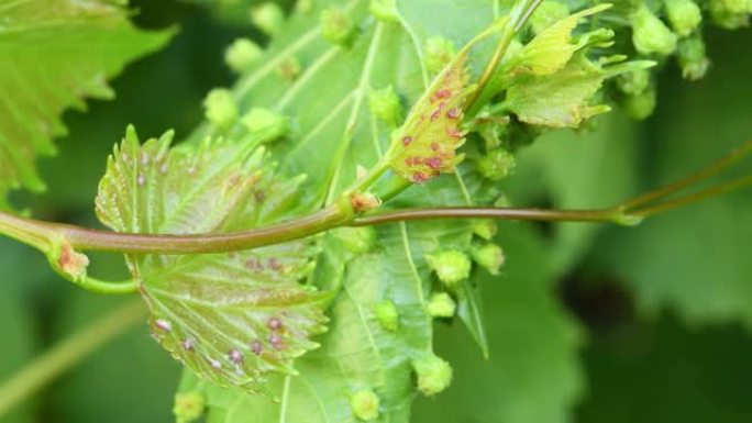 葡萄叶上的葡萄根瘤 (Daktulosphaira vitifoliae)。葡萄叶与葡萄根瘤的胆汁。