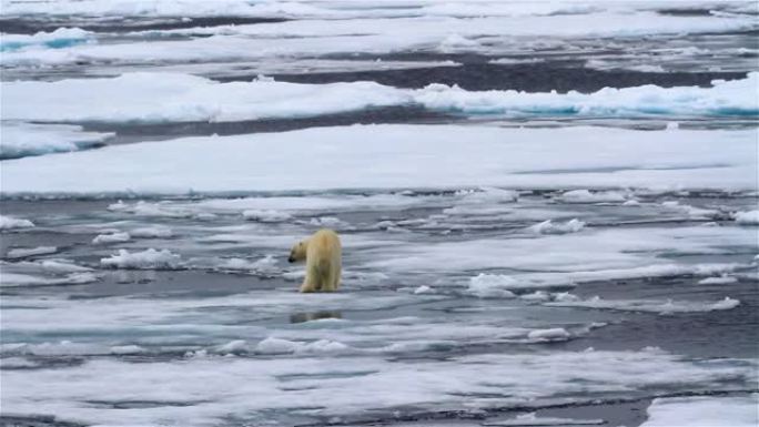 北极熊在冰面上行走斯瓦尔巴群岛北冰洋
