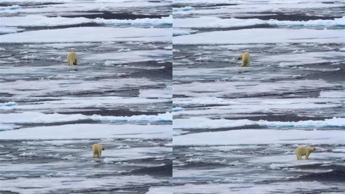 北极熊在冰面上行走斯瓦尔巴群岛北冰洋