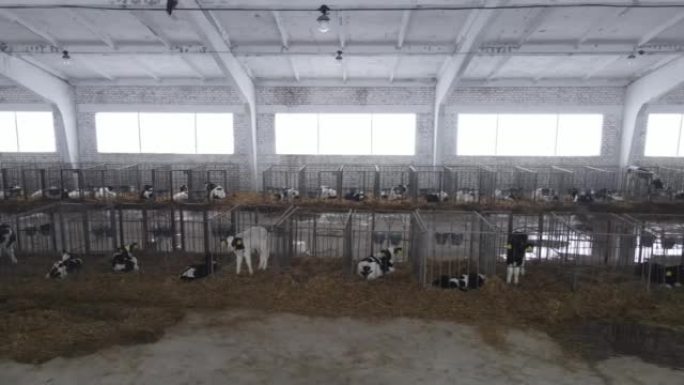 黑白相间的幼崽关在笼子里。饲养奶牛以获取牛奶和肉。
