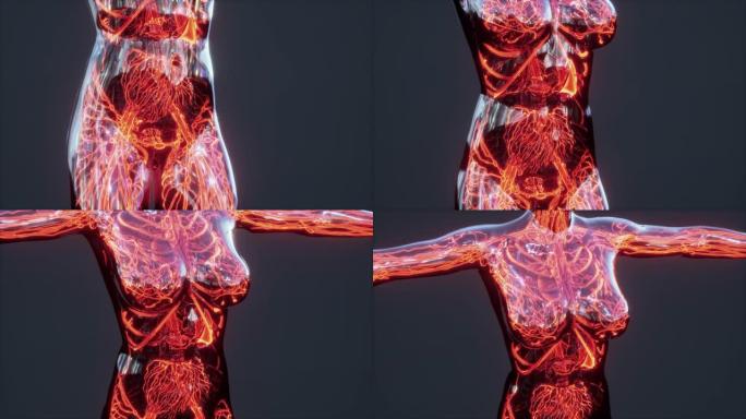 人体解剖扫描显示血液循环的分析