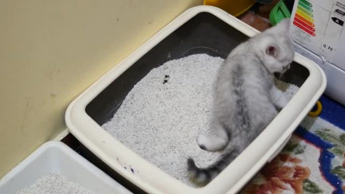 小猫正在挖它的锅。猫砂厕所。厕所里的小猫。
