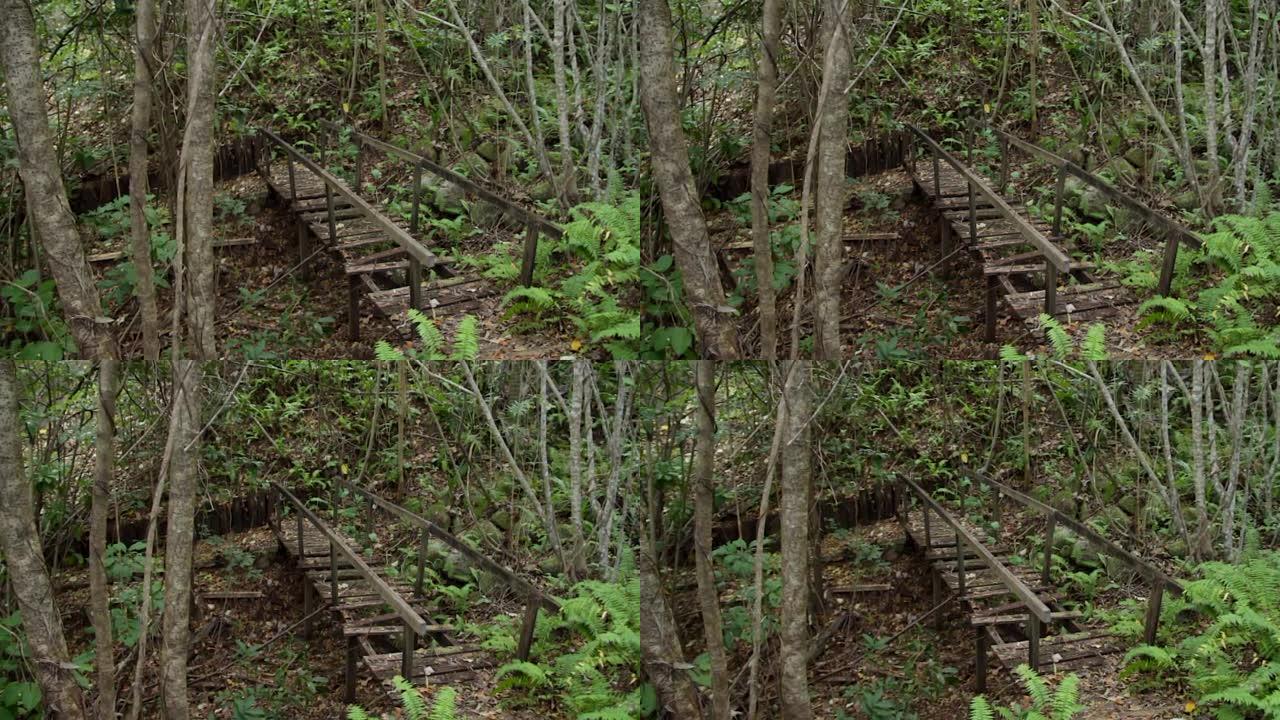 雨林中危险，腐烂和废弃的木桥