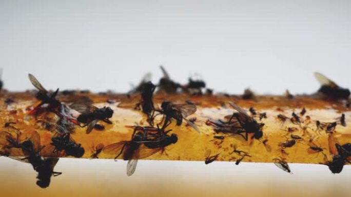 由于飞行授粉昆虫的破坏，世界粮食问题。由于有益昆虫的农药中毒，作物产量下降。成千上万只死苍蝇。