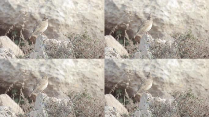 站在岩石上的凤头百灵鸟