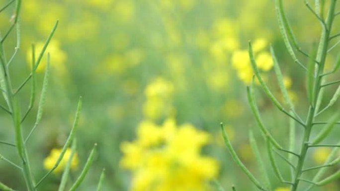 油菜花盛开油菜花田菜籽特写