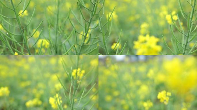 油菜花盛开油菜花田菜籽特写