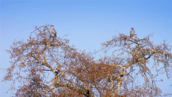 黑暗的高呼苍鹰站在树上，非洲