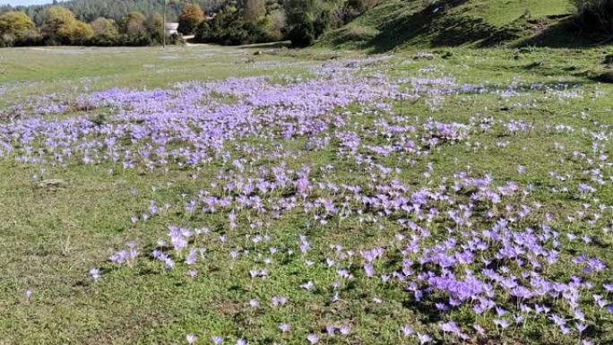 走向高地的紫色雪花莲星团