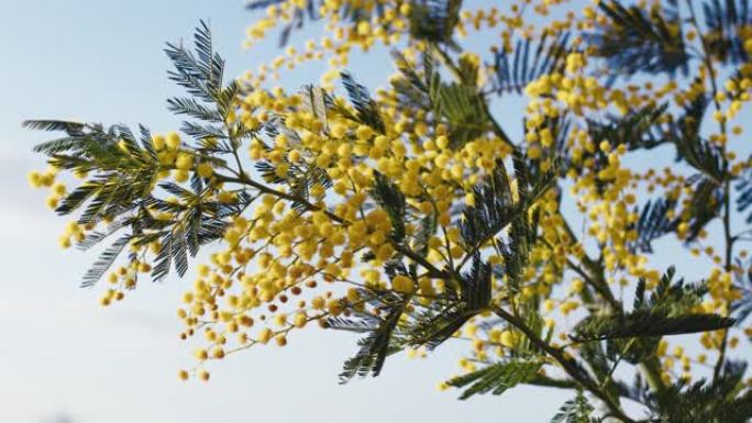 黄色含羞草花树象征着意大利妇女节，以天空为背景。