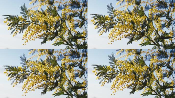 黄色含羞草花树象征着意大利妇女节，以天空为背景。