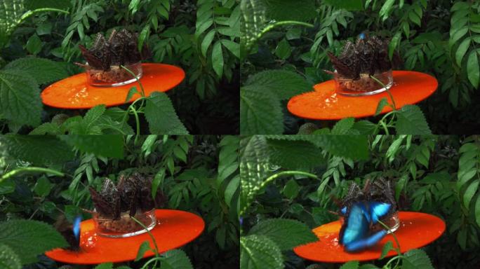 大热带蝴蝶坐着吃东西
