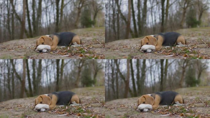 比格犬躺在地上，在公园里用爪子遮住眼睛。慢动作