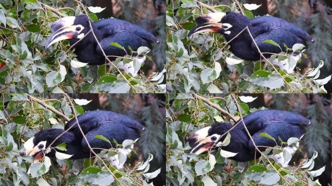 在森林中吃着树木上的种子的东方犀鸟炭疽犀鸟的特写镜头。该物种的另外两个常见名称是Sunda pied
