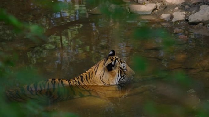 一只美丽的孟加拉虎 (panthera tigris) 在慢动作的水坑中放松