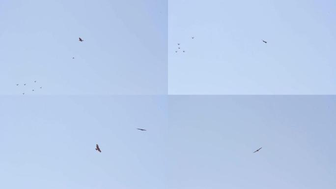 博内利的雄鹰在天空中飞翔