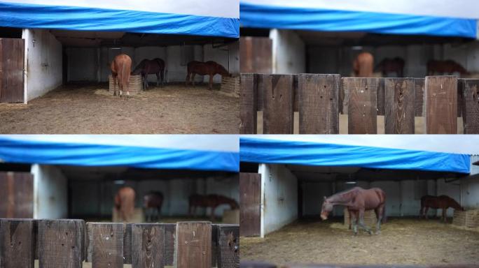 棕色马在谷仓里觅食。