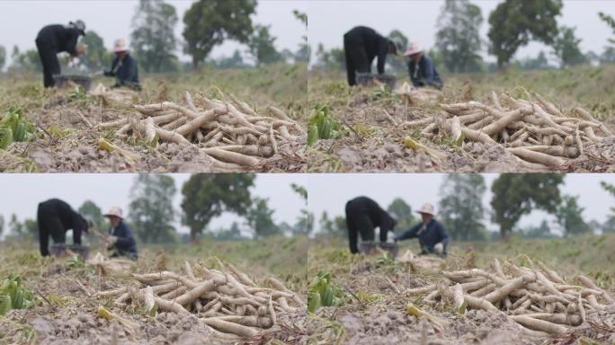 木薯根堆与园丁收获在模糊的背景