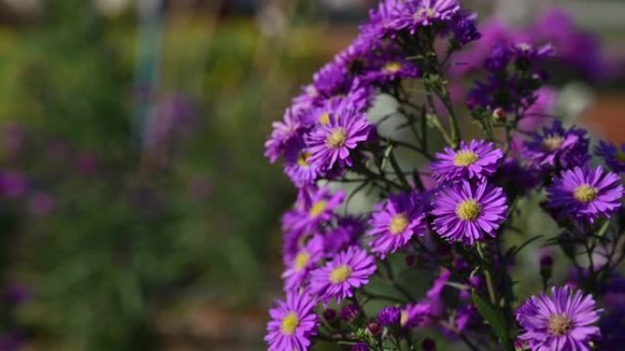 紫红色的米氏菊花 (紫苑Amellus)，紫罗兰，紫菊科紫罗兰在夏天在花园里开花，蜜蜂收集花粉或花蜜