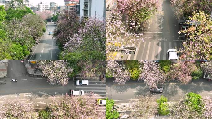 4K航拍广西柳州城紫荆花
