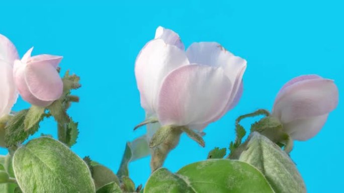 在蓝色背景下缩小延时视频中绽放的木瓜花。