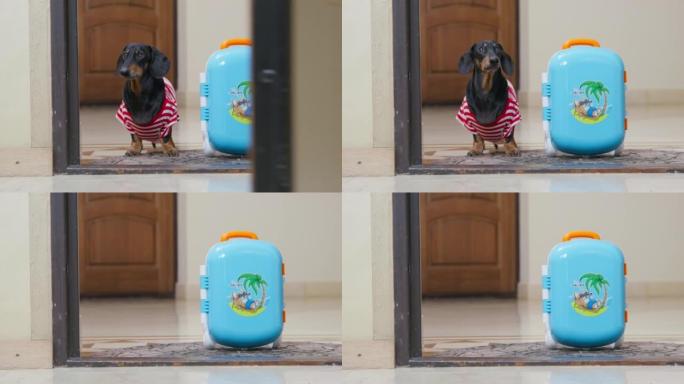 门打开了，在它的后面，穿着条纹t恤的有趣的腊肠犬坐在行李旁边的地毯上。狗度假回家。宠物已经到达度假村