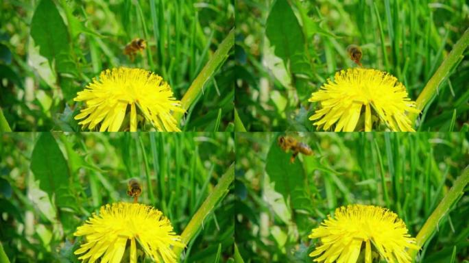蜜蜂从蒲公英花中收集花蜜并飞走，慢动作250fps