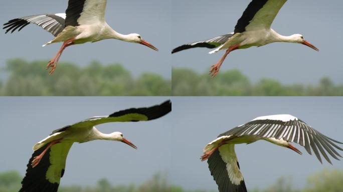 沼泽上的白鹳 (lat. Ciconia ciconia)。