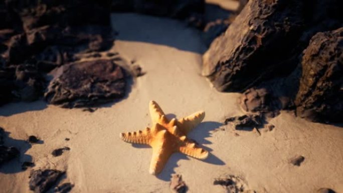 日落时沙滩上的海星