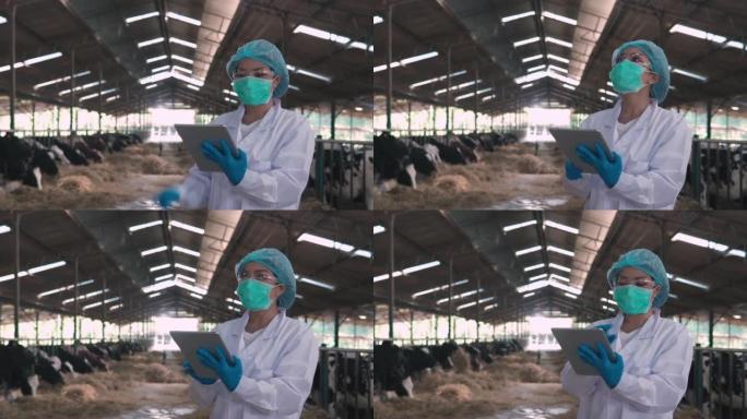 穿着制服的女兽医和穿着白大褂的农业科学家的镜头，使用数字平板电脑站在马stable或农场谷仓的奶牛上