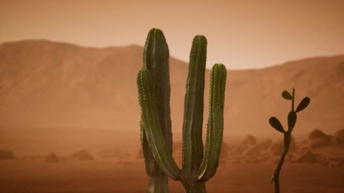 亚利桑那州沙漠日落与巨大的仙人掌仙人掌