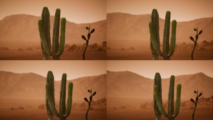 亚利桑那州沙漠日落与巨大的仙人掌仙人掌