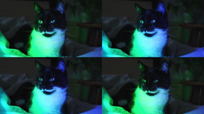 夜晚霓虹灯照亮的华丽黑白猫肖像。