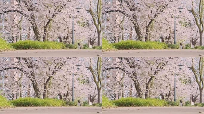 绿树成荫的大道，樱桃树盛开，每天的春天景象