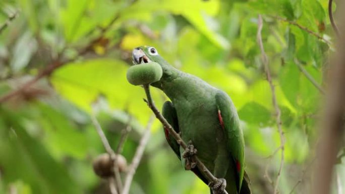 巴拿马粉状鹦鹉烟雾吃水果山坡树林动物园