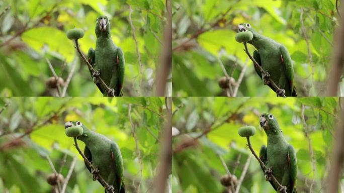 巴拿马粉状鹦鹉烟雾吃水果山坡树林动物园