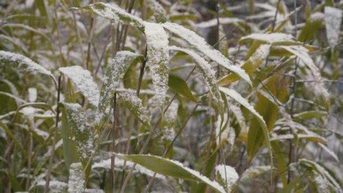 冬季雪落在竹叶上的横向运动特写