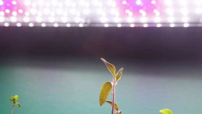 LED生长照明下的番茄和百里香幼苗
