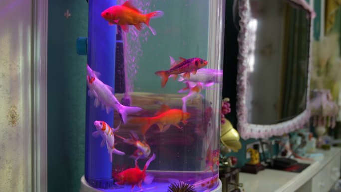 鱼缸里的鱼 居家空镜