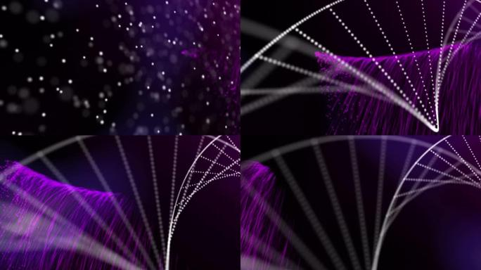 黑色背景上带有紫色光迹的dna链旋转的动画