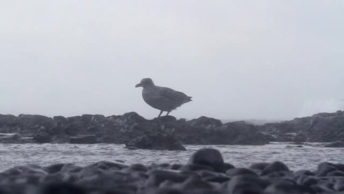 南极风暴中的海带鸥