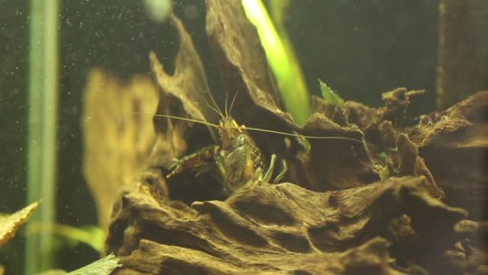 Marmorkrebs - Procambarus fallax forma virginalis在