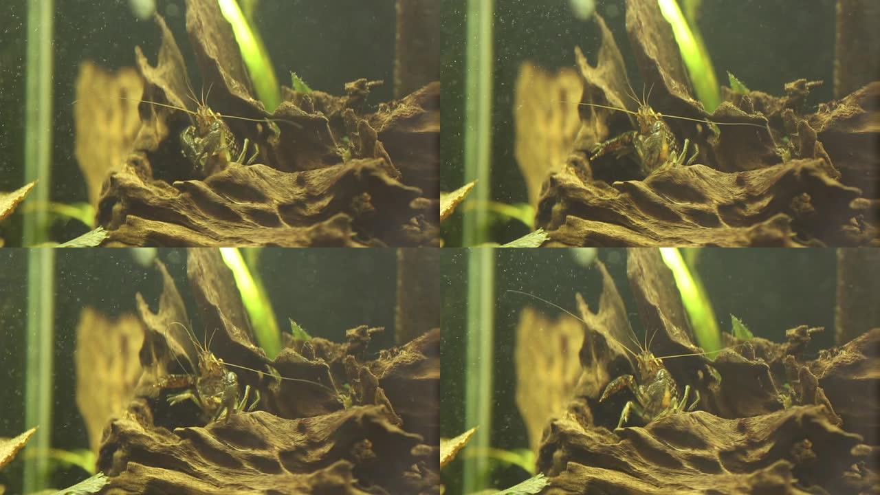 Marmorkrebs - Procambarus fallax forma virginalis在