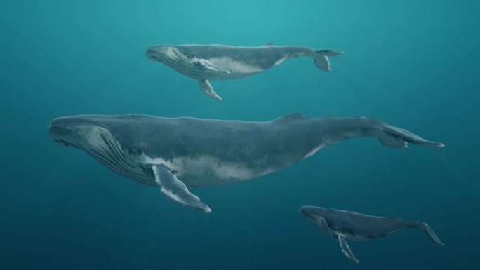 一群在海洋或海中水下游泳的蓝鲸。逼真的3d数字动画。