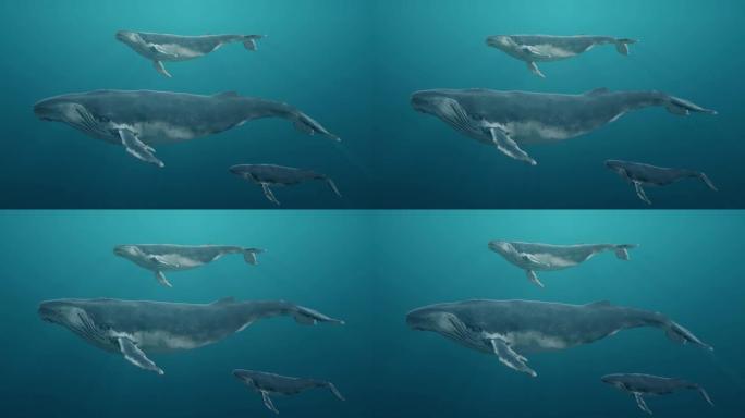 一群在海洋或海中水下游泳的蓝鲸。逼真的3d数字动画。