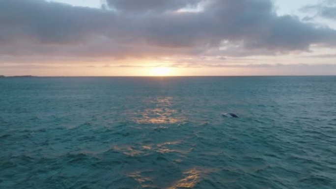 波纹状的海水表面反射着五颜六色的日落天空。观看野生动物中的鲸鱼