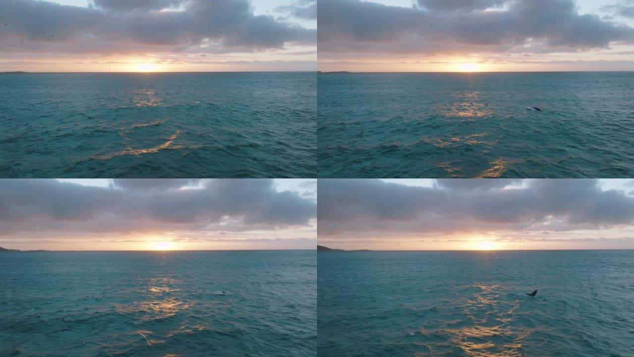 波纹状的海水表面反射着五颜六色的日落天空。观看野生动物中的鲸鱼