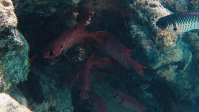 马尔代夫热带海域礁石中的鱼群