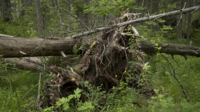 树被它们的根撕裂，被一场强风风暴夷为平地。森林中一棵倒下的树的遗骸。地面上布满绿色苔藓的干燥树干。森